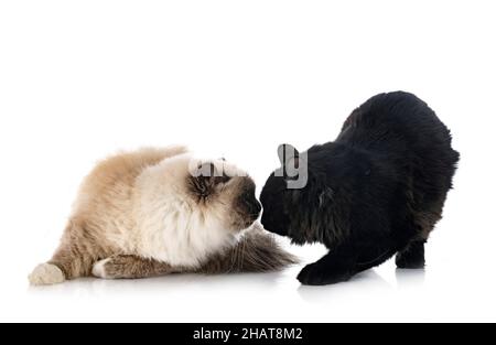 Jeunes Kurilian Bobtail et birman chat devant un fond blanc Banque D'Images