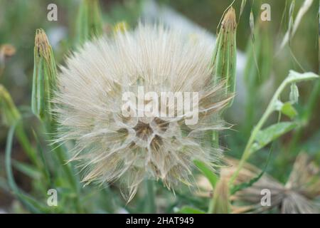 Le Taraxacum officinale, le pissenlit ou pissenlit commun, est une plante herbacée vivace à fleurs du genre pissenlit de la famille des Asteraceae Banque D'Images