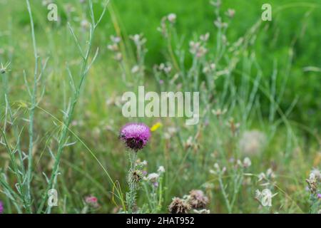 Le Silybum (chardon-Marie) est un genre de deux espèces de thistles de la famille des marguerites. Les plantes sont indigènes aux régions méditerranéennes de l'Europe, du Nord Banque D'Images