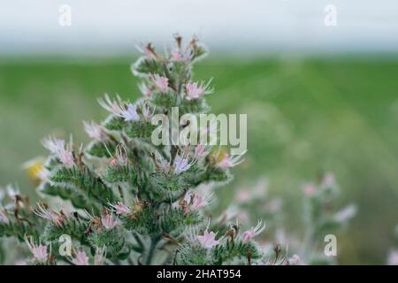Echium vulgare connu sous le nom de bugloss de viper et blueweed est une espèce de plante à fleurs de la famille des Boraginaceae. Banque D'Images
