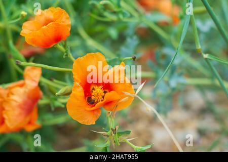 Glaucium Corniculatum. Fleur de pavot orange fragile. Mise au point sélective. Banque D'Images