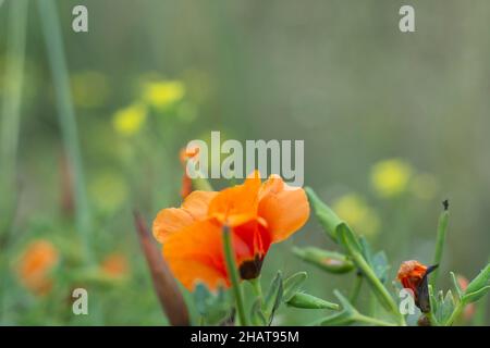 Glaucium Corniculatum. Fleur de pavot orange fragile. Mise au point sélective. Banque D'Images