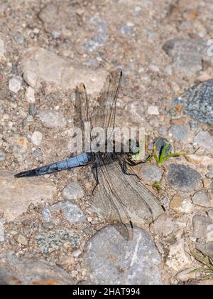 Gros plan d'une libellule bleue à ventre plat, Libellula depressa, assise sur un sol pierreux brun Banque D'Images