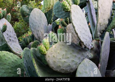 L'Opuntia, communément appelée poire épineuse, est un genre de plantes à fleurs de la famille des Cactaceae.Mise au point sélective Banque D'Images