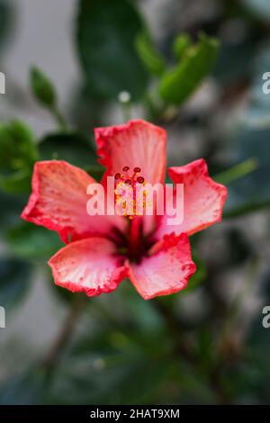 L'hibiscus rosa-sinensis, connu en commun sous le nom d'hibiscus chinois, de rose de Chine, d'hibiscus hawaïen, de mérelle rose et de shoebnnoire, est une espèce de tropica Banque D'Images