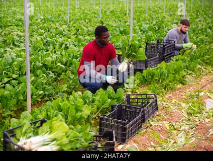 Horticulteur afro-américain récoltant du verger vert Banque D'Images