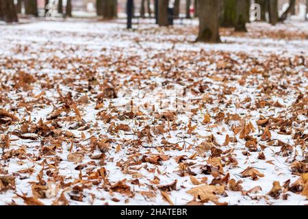 Première neige sur les feuilles brunes tombées dans le parc à la fin de l'automne ou au début de l'hiver. Banque D'Images