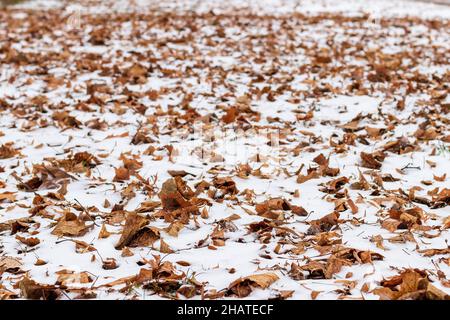 Première neige sur les feuilles brunes tombées dans le parc à la fin de l'automne ou au début de l'hiver. Banque D'Images