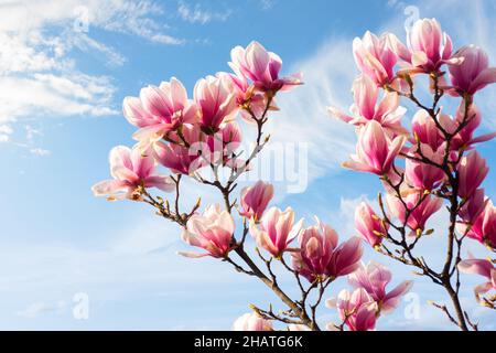 belle fleur rose magnolia au printemps. fleur rose fraîche sur la branche sous un ciel bleu avec des nuages. fond naturel d'un jardin Banque D'Images