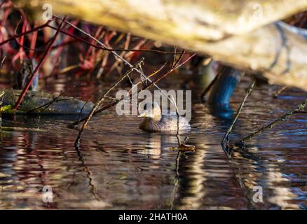 Little Grebe sur l'eau dans un sous-bois coloré Banque D'Images