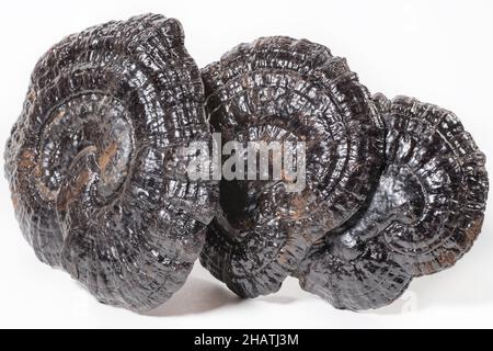 Le Lingzhi ou le Ganoderma Lucidum ou le champignon Reishi séché sur blanc.Herbes asiatiques pour la santé. Banque D'Images