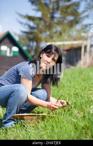 femme, collectrice, sauvage, légumes, prairie,Herbes, plantes médicinales, coupées, Autriche, salade,frais, pissenlit, ferme, vert, assis,Couteau, stab, S Banque D'Images