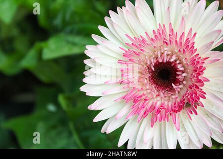 La fleur en forme de pâquerette de barbier colorée. Banque D'Images