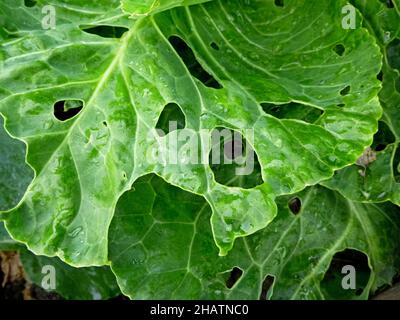 Jeune feuille de chou endommagée par des insectes.Endommagé par Pieris brassicae chenille de gros papillon blanc Banque D'Images