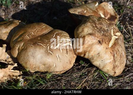 Champignons de Puffball géants Calvatia Gigantea Banque D'Images