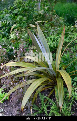 cordyline indivisa,choux de montagne,feuillage Evergreen,feuilles à feuilles persistantes,lin de brousse,tropical,exotique,feuilles vertes,feuillage vert, RM Floral Banque D'Images