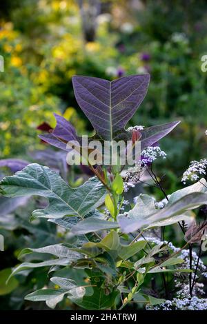 Liriodendron chinense,arbre de tulipe chinois,feuilles,feuillage,feuilles attrayantes,feuillage attrayant,feuilles de forme unsuale,feuillage inhabituel,RM Floral Banque D'Images