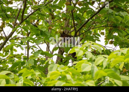 Un beau écureuil rouge (Sciurus vulgaris), perché sur une branche d'arbre dans la nature et parmi le feuillage épais à Zurich, Suisse. Banque D'Images