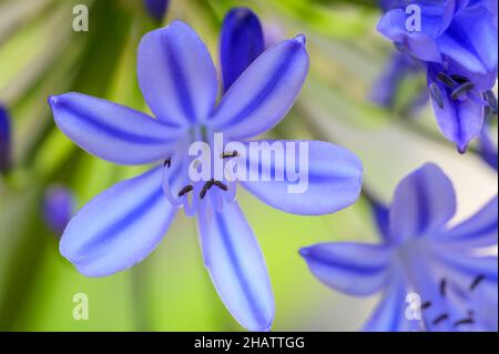 Gros plan avec une faible profondeur de champ d'un bleu africain lilly (Agapanthus), Tanzanie. Banque D'Images