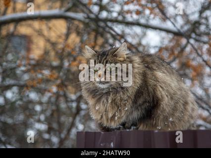 Un gros chat tacheté se trouve sur une clôture près d'une maison de village par une journée d'hiver nuageux. Banque D'Images