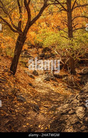 Les couleurs d'automne sont le sentier Pine Canyon Trail à Big Bend Banque D'Images