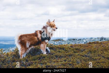 Un chien au sommet d'une chute en Laponie finlandaise. Journée nuageuse d'été. Banque D'Images