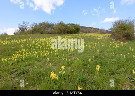 Echte Schluesselblume, Primula veris, coucou bleu Banque D'Images