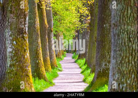 belle allée bordée d'arbres avec des chênes au printemps Banque D'Images