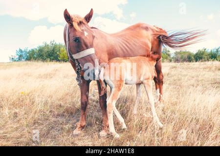 Jument domestique avec poulain sur le pâturage .Chevaux mère et enfant Banque D'Images