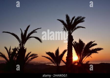 Palmiers au lever du soleil sur la côte près de San Juan de los Terreros, baie avec palmiers au contre-jour, San Juan de los Terreros, Andalousie, Espagne Banque D'Images