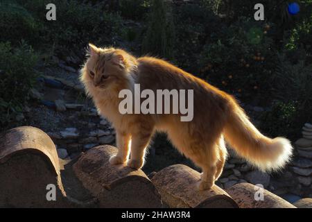 Equilibrage de chat à poil long rouge sur tuiles de toit, rétro-éclairage, Espagne Banque D'Images