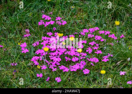 Rose bois (Dianthus sylvestris), Edelweissboden sur le Trenchling, Tragoess-Sankt Katharein, Styrie, Autriche Banque D'Images