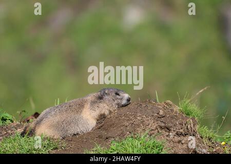 Marmotte alpine (Marmota marmota), ancien animal se bronzant sur le terrier, Krumltal, vallée latérale de Huettwinkltal, Raurisertal, Pinzgau, Salzburger Banque D'Images