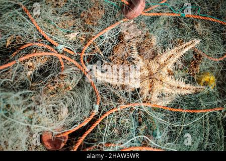 Filets de pêche verts avec corde orange crée une belle toile de fond par l'océan Atlantique, Portugal Banque D'Images