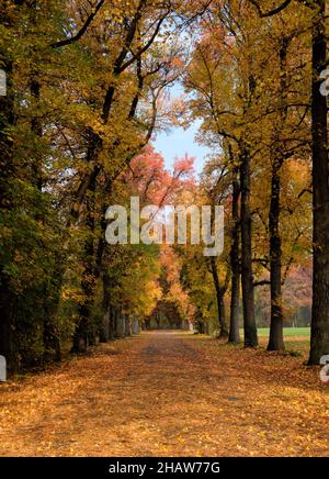 avenue bordée d'arbres en automne avec des feuilles colorées Banque D'Images