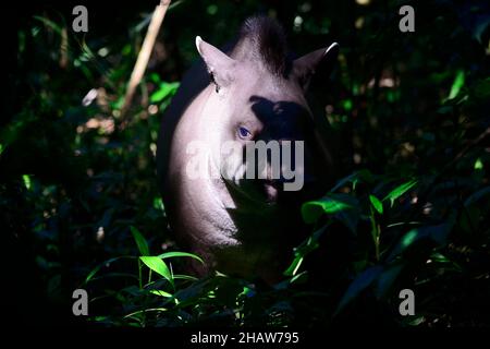 Tapir de plaine (Tapirus terrestris) dans la jungle, Serere Eco Reserve, près de Rurrenabaque, Beni District, Bolivie Banque D'Images