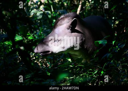 Tapir de plaine (Tapirus terrestris) dans la jungle, Serere Eco Reserve, près de Rurrenabaque, Beni District, Bolivie Banque D'Images