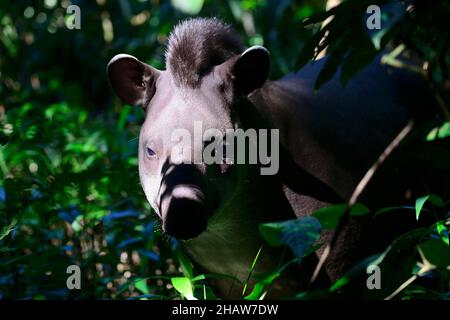 Tapir de plaine (Tapirus terrestris) dans la jungle, Serere Eco Reserve, près de Rurrenabaque, Beni District, Bolivie Banque D'Images