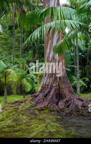 Eucalyptus bleu, eucalyptus commun, gomme bleu tasmanie (Eucalyptus globulus), jardin botanique, parc Terra Nostra, Furnas, île de Sao Miguel Banque D'Images