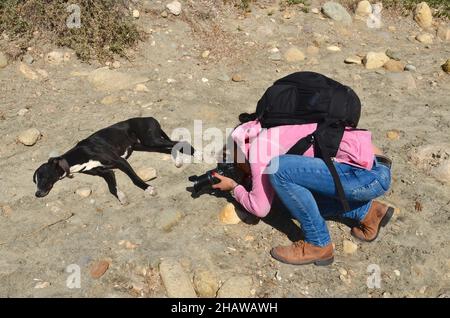 Femme photographiant le chien endormi (Galgo), photographe avec sac à dos photo s'agenouille devant le chien couché Banque D'Images