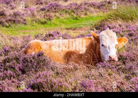 Un jeune veau se trouve au milieu de la bruyère rose à côté d'un sentier de landes, le magnifique Peak District en août Banque D'Images