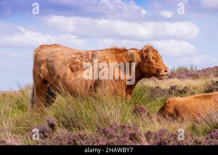 Une vache de bétail de Peak District Highland parmi de longues herbes dans un paysage de lande de Peak District Banque D'Images