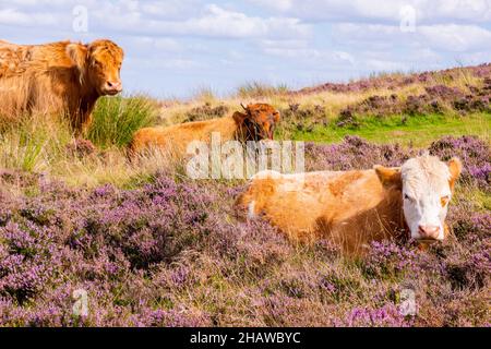 Un jeune veau se trouve au milieu de la bruyère rose à côté d'un sentier de landes, le magnifique Peak District en août Banque D'Images