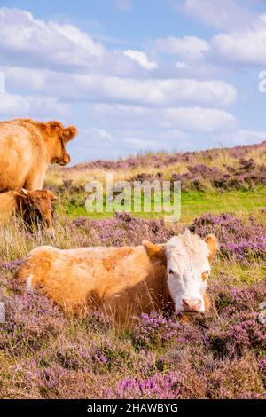 Un jeune veau se trouve au milieu de la bruyère rose à côté d'un sentier de landes, le magnifique Peak District en août Banque D'Images