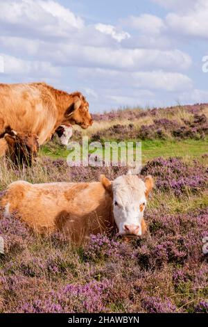 Un jeune veau se trouve au milieu de la bruyère rose à côté d'un sentier de landes, le magnifique Peak District en août Banque D'Images