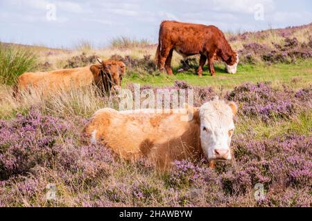 Un jeune veau se trouve au milieu de la bruyère rose à côté d'un sentier de landes, le magnifique Peak District en août Banque D'Images