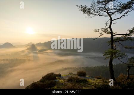 Vue de Kleiner Winterberg avec pin au lever du soleil vue de Lorenzsteine et Hinteres Raubschloss ou Winterstein, brouillard le matin, grès d'Elbe Banque D'Images