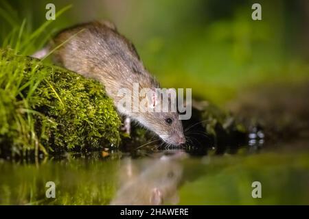 Le rat brun (Rattus norvegicus) boit de l'eau de banque la nuit. Pays-Bas. Faune et flore dans la nature de l'Europe. Banque D'Images