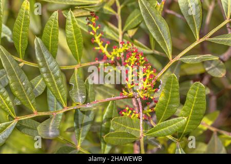 Mastic ou Lentisk (Pistacia lentiscus) arbre qui fleurit avec des fleurs rouges.Estrémadure, Espagne.Scène de la nature de l'Europe. Banque D'Images