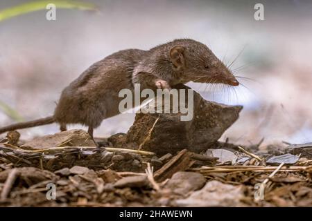 La merde à dents blanches (Crocidura suaveolens) dans l'habitat naturel. Cévennes, France. Scène sauvage dans la nature de l'Europe. Banque D'Images